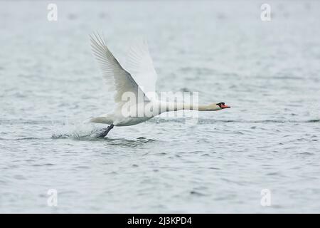 Mute Swan (Cygnus olor) in volo dal fiume Donau; Baviera, Germania Foto Stock