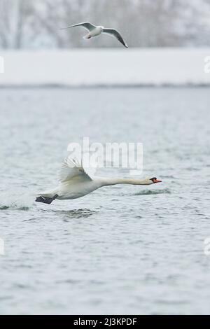 Mute Swan (Cygnus olor) che prende il volo dal fiume Donau con un gabbiano che vola in alto; Baviera, Germania Foto Stock