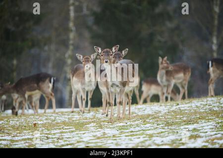 Daini (Dama dama) mandria su un prato; Baviera, Germania Foto Stock