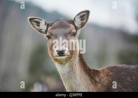 Ritratto di cervo (Dama dama); Baviera, Germania Foto Stock