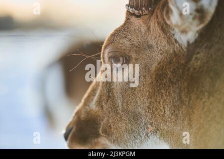Primo piano estremo del volto e dell'occhio di un cervo (Dama dama) buck; Baviera, Germania Foto Stock