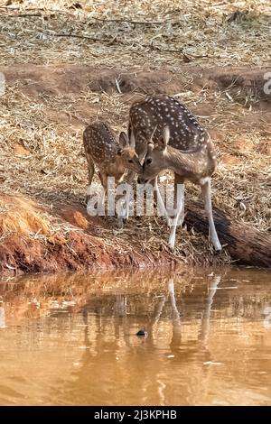 Ceri avvistati che bevono nel lago in India, la madre e il bambino Foto Stock