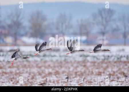 Oche grigielag (Anser anser) che volano su un campo innevato; Baviera, Germania Foto Stock