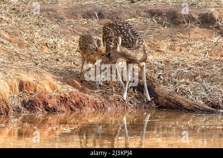 Ceri avvistati che bevono nel lago in India, la madre e il bambino Foto Stock