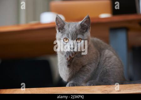 British Shortair casa gattino leccando è zampa; Baviera, Germania Foto Stock