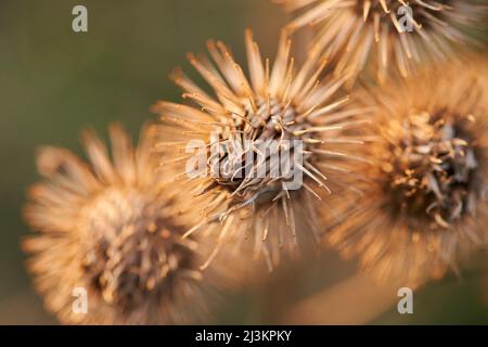 Grande burdock, gobo, burdock commestibile, lappa, bottoni mendicanti, Borra spugnosa o semi più grandi felici (Arctium lappa); Palatinato superiore, Baviera, Germania Foto Stock