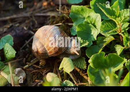 Lumaca romana o lumaca Borgogna (Helix pomatia) in un giardino; Baviera, Germania Foto Stock