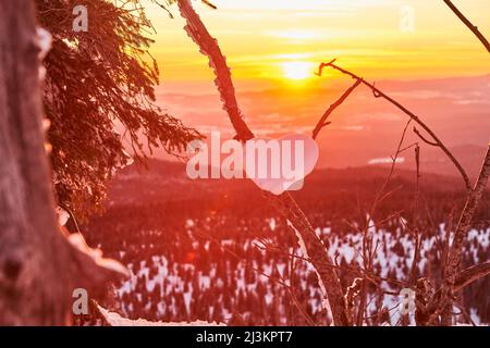 Il cuore si forma nella neve su un ramo durante un tramonto dorato sul Monte Lusen, Foresta Bavarese; Baviera, Germania Foto Stock