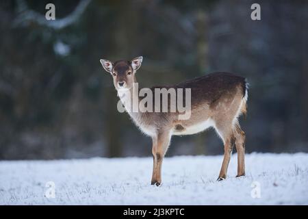 Ritratto di un cervo (Dama dama) in piedi su un prato nevoso, prigioniero; Baviera, Germania Foto Stock