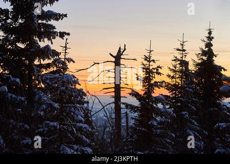 Tronco di albero e alberi di abete rosso norvegese o abete europeo (Picea abies) al tramonto sul Monte Lusen nella Foresta Bavarese; Baviera, Germania Foto Stock