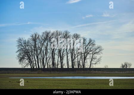 Gruppo di alberi di quercia comune (Quercus robur), Foresta Bavarese; Palatinato superiore, Baviera, Germania Foto Stock