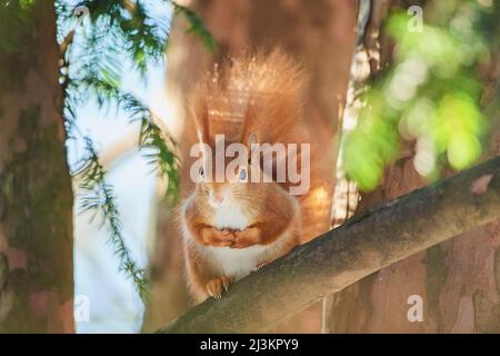 Ritratto di scoiattolo rosso eurasiatico (Sciurus vulgaris); Baviera, Germania Foto Stock