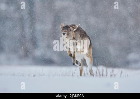 Dae (Dama dama) che corre nella nevicata, prigioniera; Baviera, Germania Foto Stock