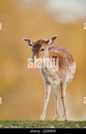 Ritratto di un cervo (Dama dama) in piedi su un prato, prigioniero; Baviera, Germania Foto Stock