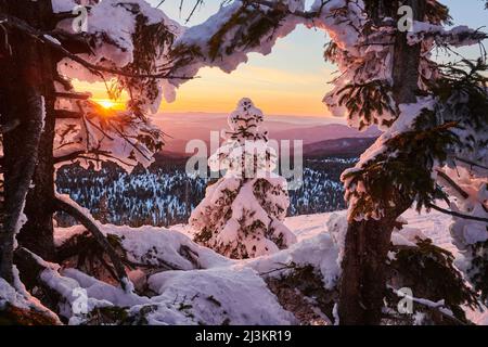 Abete rosso norvegese congelato o abete europeo (Picea abies) al tramonto sul Monte Lusen, Foresta Bavarese; Baviera, Germania Foto Stock