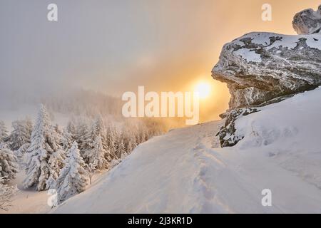 Abete rosso norvegese congelato o abete europeo (Picea abies) all'alba sul Monte Arber nella Foresta Bavarese; Baviera, Germania Foto Stock