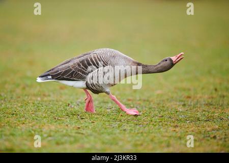 L'oca grigielag (Anser anser) su un prato; Baviera, Germania Foto Stock