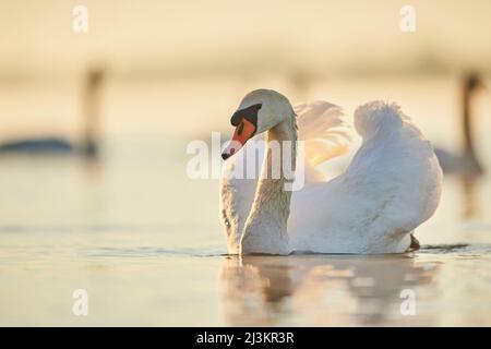 Cigni muti (Cygnus olor) che nuotano sul fiume Donau all'alba; Baviera, Germania Foto Stock