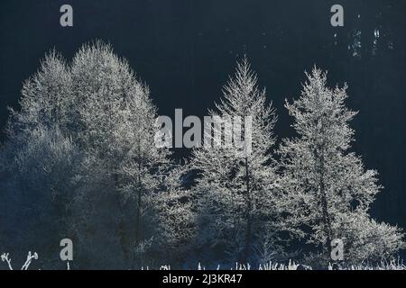 Congelati Alder comune (Alnus glutinosa) alberi alla luce del sole; Baviera, Germania Foto Stock