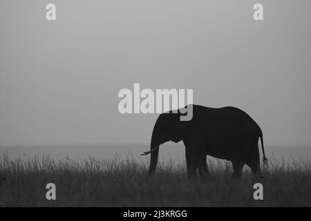 Lone African Bush Elephant (Loxodonta africana) si erge nell'alta erba che si staglia all'orizzonte, Maasai Mara National Reserve Foto Stock