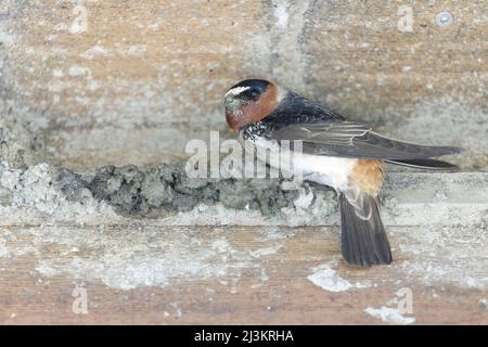 Barn Swallow costruire la tazza di nido raccogliendo il fango nella sua fattura e mescolandolo spesso con i gambi di erba per fare i pellets. Palo Alto Baylands, California, Foto Stock
