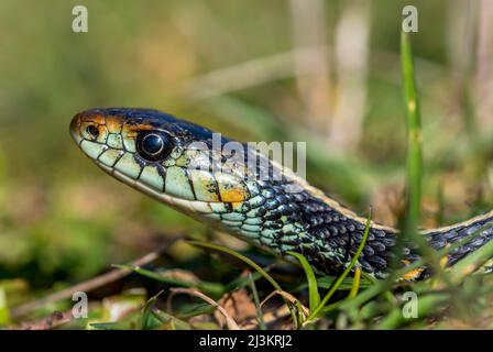 Il serpente di garter terrestre occidentale (Thamnophis elegans) nuota in su una certa luce solare in Oregon; Astoria, Oregon, Stati Uniti d'America Foto Stock