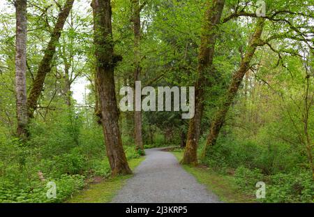 Sentiero attraverso una foresta lussureggiante, Derby raggiungere Parco Regionale, Langley, BC, Canada; Langley, British Columbia, Canada Foto Stock