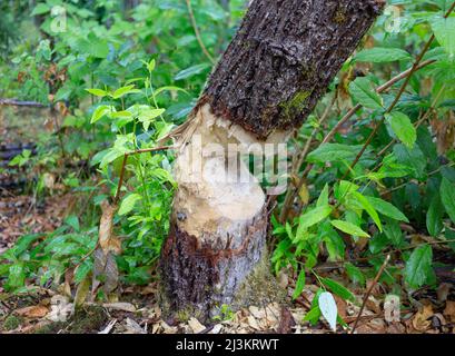 Trunk albero masticato da un castoro in Green Timbers Urban Forest; Surrey, British Columbia, Canada Foto Stock