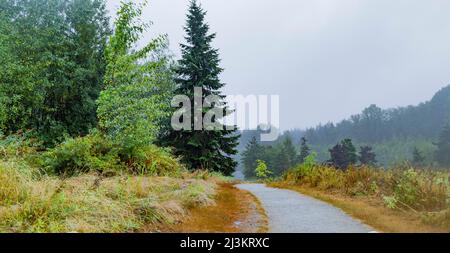 Giornata piovosa nella Green Timbers Urban Forest, con un sentiero che conduce attraverso una zona boschiva; Surrey, British Columbia, Canada Foto Stock