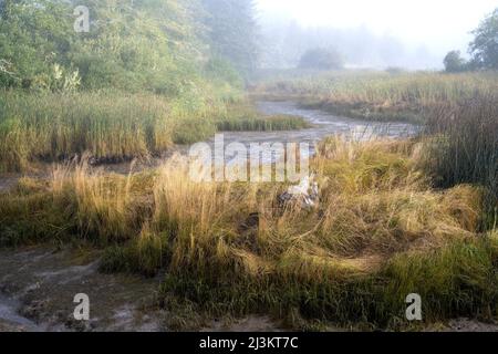 L'erba cresce in una palude al Lewis and Clark National Historical Park, vicino ad Astoria, Oregon, USA; Oregon, Stati Uniti d'America Foto Stock