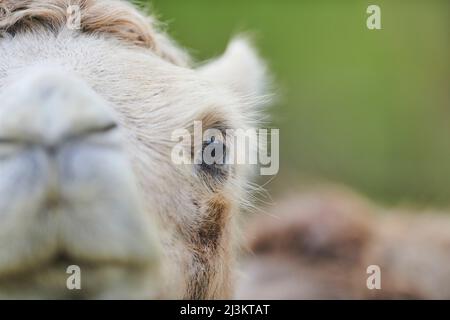 Primo piano e dettagli del volto di un cammello bactriano (Camelus bactrianus), prigioniero; Repubblica Ceca Foto Stock