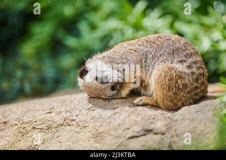 Meerkat o suricato (Suricata suricatta) che dorme su una roccia, prigioniera; Baviera, Germania Foto Stock