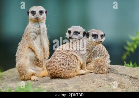 Ritratto di una folla di Meerkats o suricato (Suricata suricatta) guardando la fotocamera, prigioniero; Baviera, Germania Foto Stock