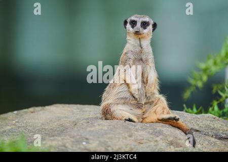 Ritratto di un Meerkat o suricato (Suricata suricatta) seduto su una roccia guardando la fotocamera, prigioniero; Baviera, Germania Foto Stock