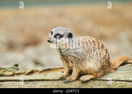 Ritratto di un Meerkat o suricato (Suricata suricatta), prigioniero; Baviera, Germania Foto Stock