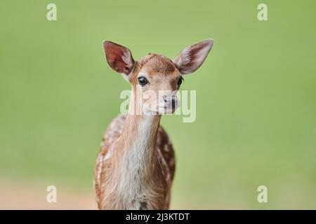 Ritratto di cervo da fava (Dama dama) europeo; Baviera, Germania Foto Stock