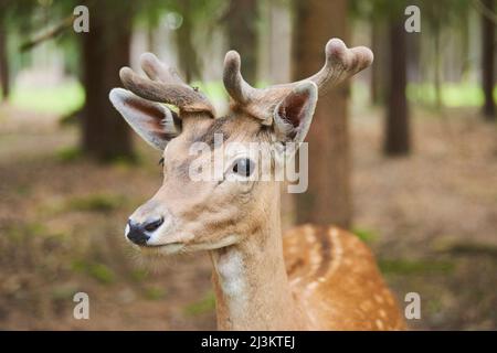 Capriolo di fava europeo o cervo di fava comune (Dama dama) ritratto buck con formiche crescenti; Baviera, Germania Foto Stock