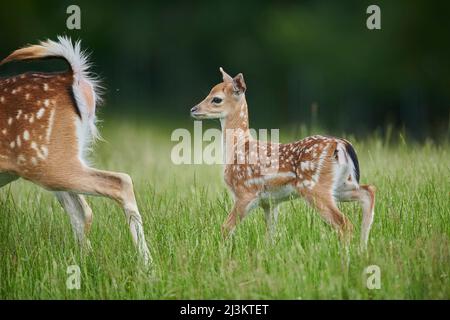 Daini europei o daini comuni (Dama dama) scopati con la femmina del cervo; Baviera, Germania Foto Stock