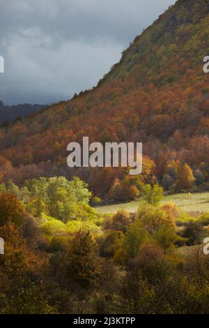 Colori autunnali in un bosco, Abruzzo Lazio e Molise Parco Nazionale; Abruzzo, Italia Foto Stock