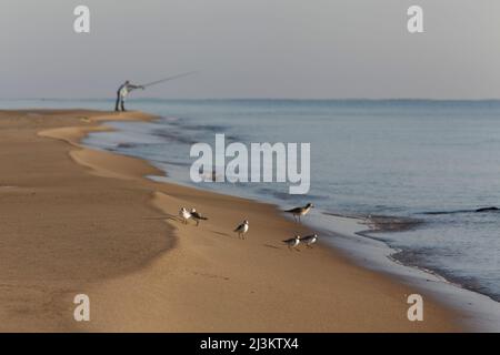Un uomo pesca lungo la spiaggia di Metaponto Lido sullo sfondo con gli uccelli marini sulla riva in primo piano; Metaponto, Basilicata, Italia Foto Stock