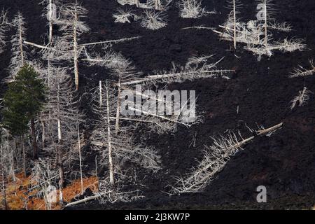 Foresta uccisa da un'eruzione e da un flusso di lava, sull'Etna, Sicilia, Italia; piano Provenzano, Etna, Sicilia, Italia. Foto Stock