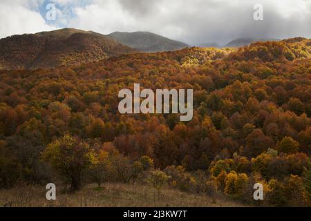 Foresta autunnale nel Parco Nazionale d'Abruzzo y Molise; Parco Nazionale d'Abruzzo y Molise, provincia Abruzzo, Italia. Foto Stock