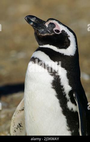 Un pinguino Magellanico adulto, Spheniscus magellanicus, Cile; Isla Magdalena, Magellan Strait, Punta Arenas, Patagonia, Cile. Foto Stock