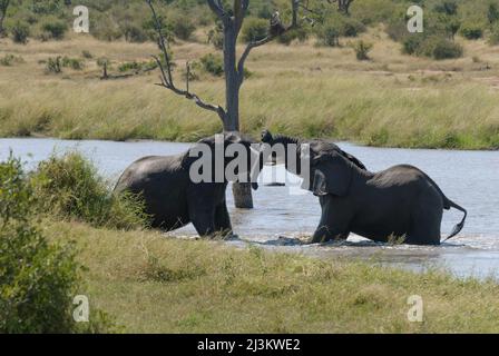 Due elefanti africani giocano a combattere nel fiume, testando la loro forza. Parco Nazionale di Kruger, Sudafrica Foto Stock