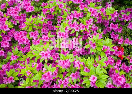 Azalee in fiore, Crystal Springs Rhodendron Garden; Portland, Oregon, Stati Uniti d'America Foto Stock