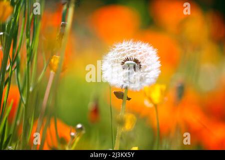 Primo piano di una testa di mare di dente di leone (Taraxacum) tra i fiori selvatici; Oregon, Stati Uniti d'America Foto Stock
