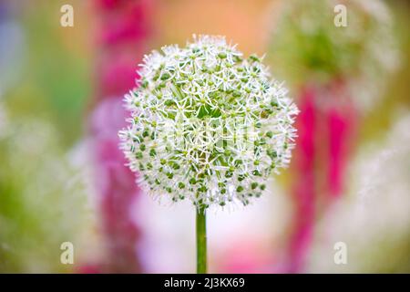 A forma di globo di fiori delicati in fiore in un giardino dai colori vivaci, gli Schreiner's Iris Gardens; Salem, Oregon, Stati Uniti d'America Foto Stock