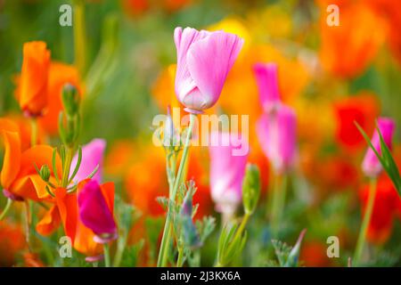 Papaveri in fiore in un prato; Hood River, Oregon, Stati Uniti d'America Foto Stock