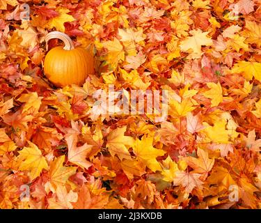 La zucca si siede sul terreno coperto da foglie colorate cadute in autunno; Oregon, Stati Uniti d'America Foto Stock