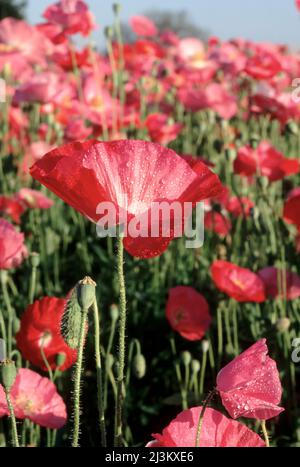 Delicato papavero rosso in un campo di papaveri selvatici; Oregon, Stati Uniti d'America Foto Stock